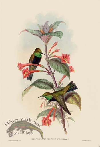 Gould Hummingbird 072